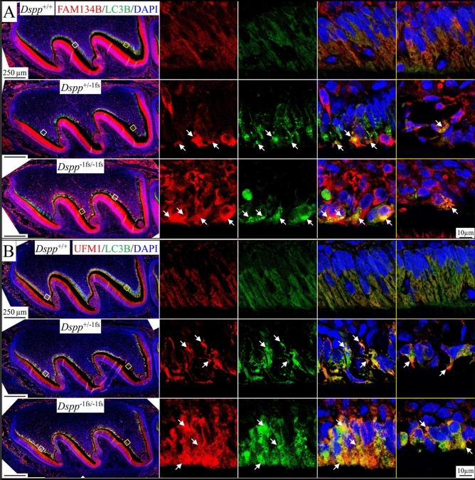 https://cdn.ncbi.nlm.nih.gov/pmc/blobs/04eb/10115861/00c46a347261/41598_2023_33362_Fig9_HTML.jpg