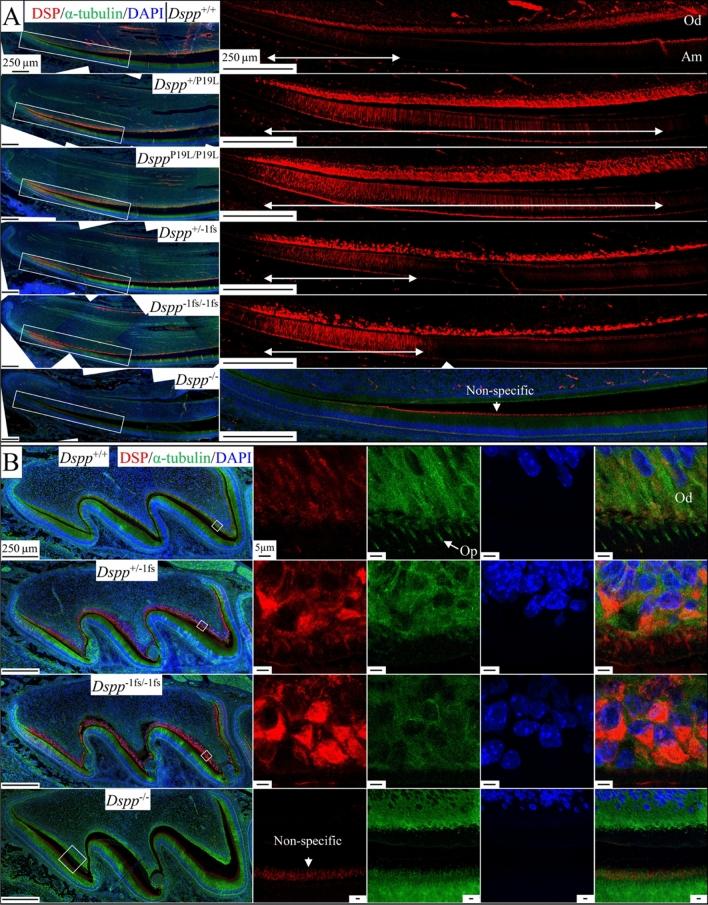 https://cdn.ncbi.nlm.nih.gov/pmc/blobs/04eb/10115861/5afd54ff659e/41598_2023_33362_Fig4_HTML.jpg