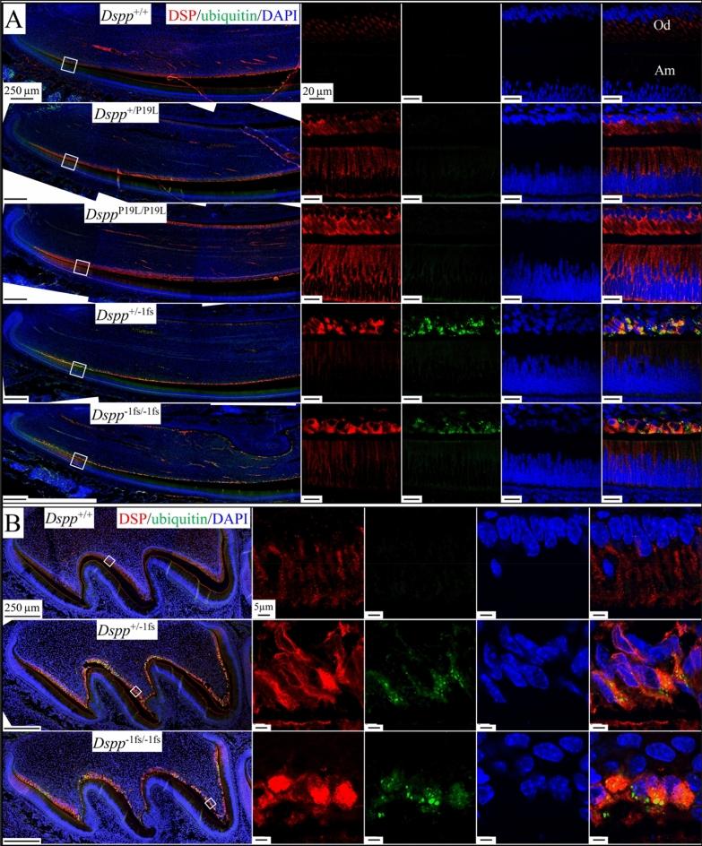 https://cdn.ncbi.nlm.nih.gov/pmc/blobs/04eb/10115861/910783549491/41598_2023_33362_Fig7_HTML.jpg