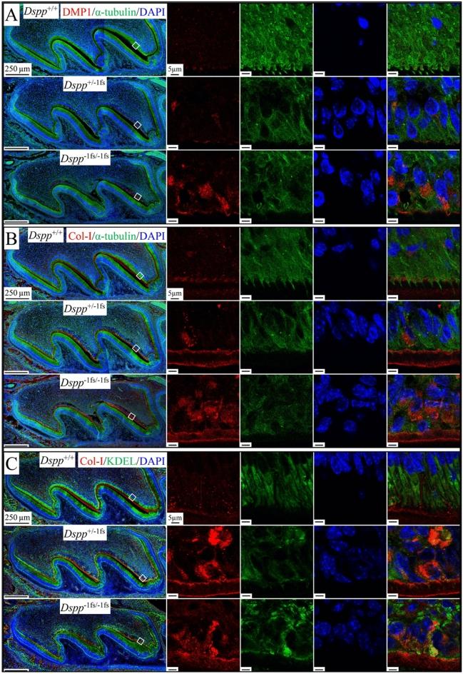 https://cdn.ncbi.nlm.nih.gov/pmc/blobs/04eb/10115861/9e9924d479d7/41598_2023_33362_Fig6_HTML.jpg