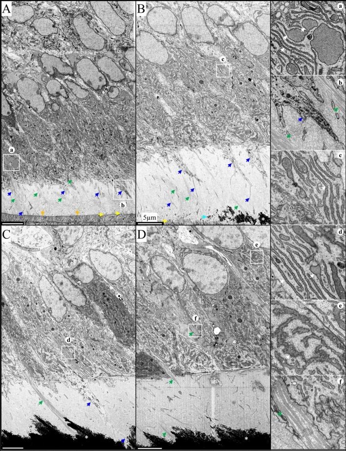 https://cdn.ncbi.nlm.nih.gov/pmc/blobs/04eb/10115861/c0699034867c/41598_2023_33362_Fig1_HTML.jpg