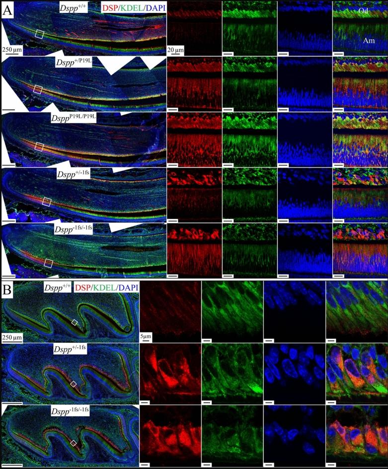 https://cdn.ncbi.nlm.nih.gov/pmc/blobs/04eb/10115861/e634ab5b3e2b/41598_2023_33362_Fig5_HTML.jpg