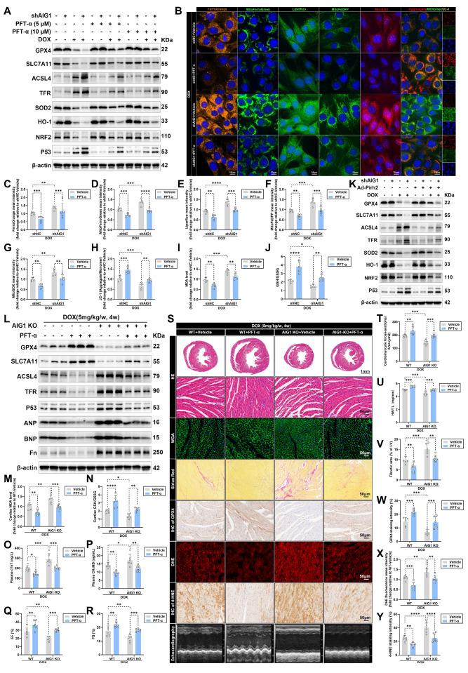 https://cdn.ncbi.nlm.nih.gov/pmc/blobs/04eb/12036874/7db0058e95cc/thnov15p4931g007.jpg