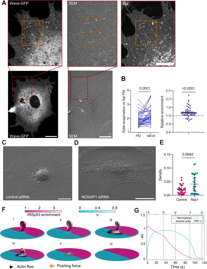 https://cdn.ncbi.nlm.nih.gov/pmc/blobs/04ee/10569792/aefd79800003/elife-72316-fig5.jpg