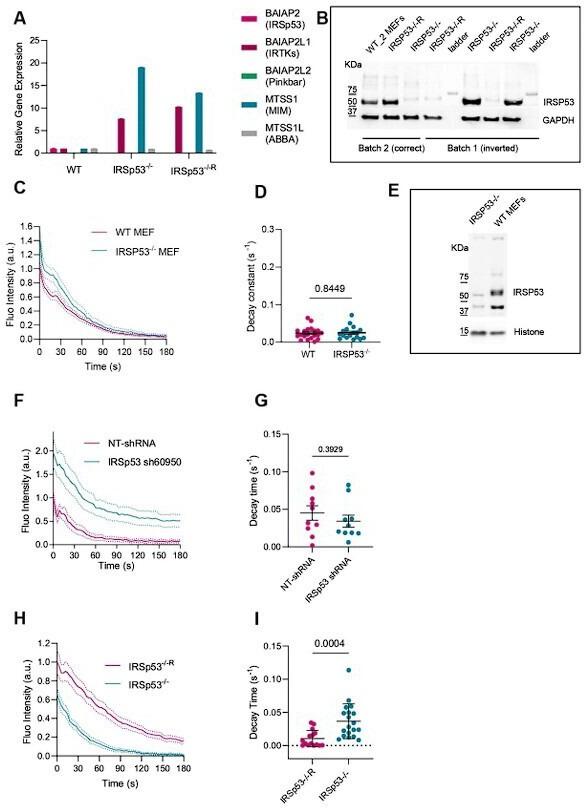 https://cdn.ncbi.nlm.nih.gov/pmc/blobs/04ee/10569792/bdd1f1ea6046/elife-72316-sa2-fig1.jpg