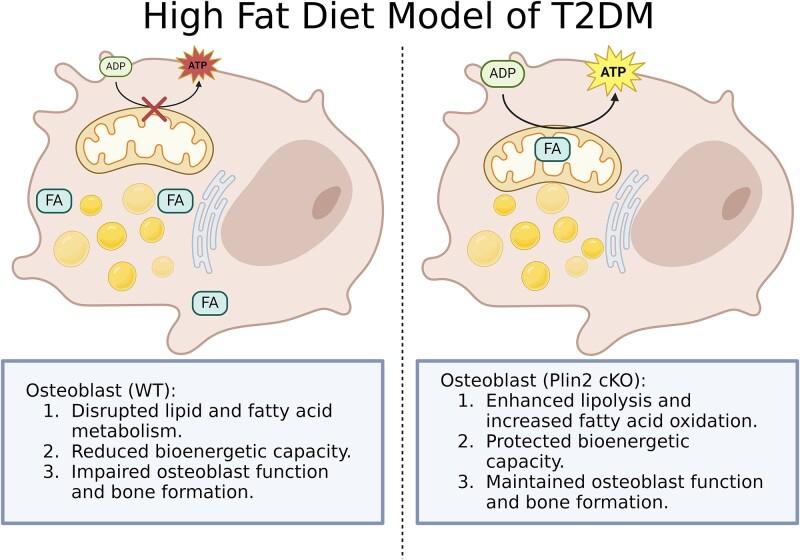 https://cdn.ncbi.nlm.nih.gov/pmc/blobs/04ef/11789392/a4f4c024a52e/zjae195ga1.jpg
