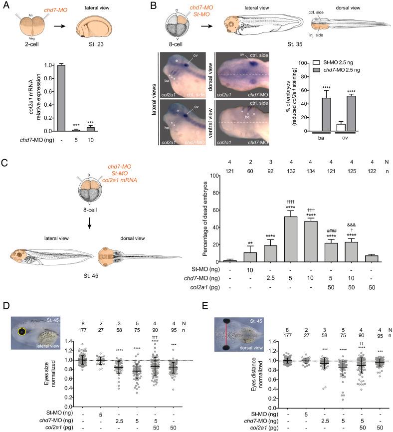 https://cdn.ncbi.nlm.nih.gov/pmc/blobs/04f1/9169646/5b4ca308c610/pnas.2109508119fig05.jpg