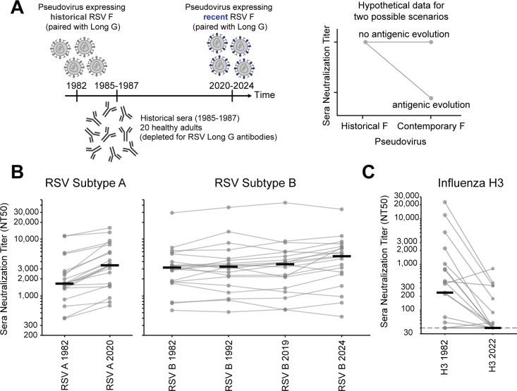 https://cdn.ncbi.nlm.nih.gov/pmc/blobs/04f4/12282093/6916351a6a53/jvi.00531-25.f006.jpg