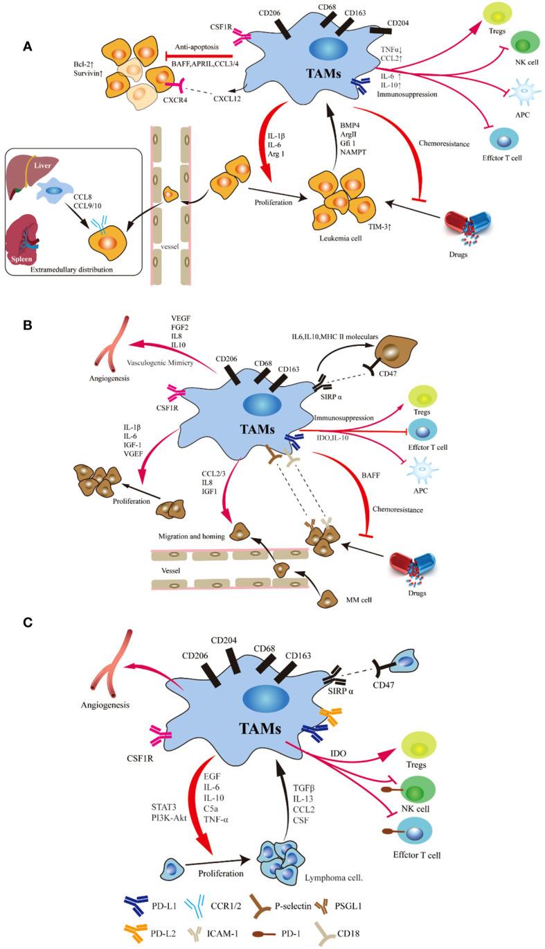 https://cdn.ncbi.nlm.nih.gov/pmc/blobs/04fa/11109455/2e7ac4f5c78b/fimmu-15-1397005-g001.jpg