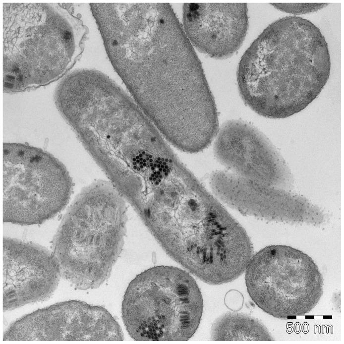 https://cdn.ncbi.nlm.nih.gov/pmc/blobs/04fa/4281155/ccba3a3528e0/pone.0116294.g003.jpg