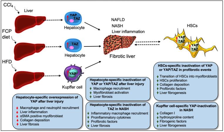 https://cdn.ncbi.nlm.nih.gov/pmc/blobs/04fa/9265296/db4d4ecc7ee1/cells-11-02065-g004.jpg