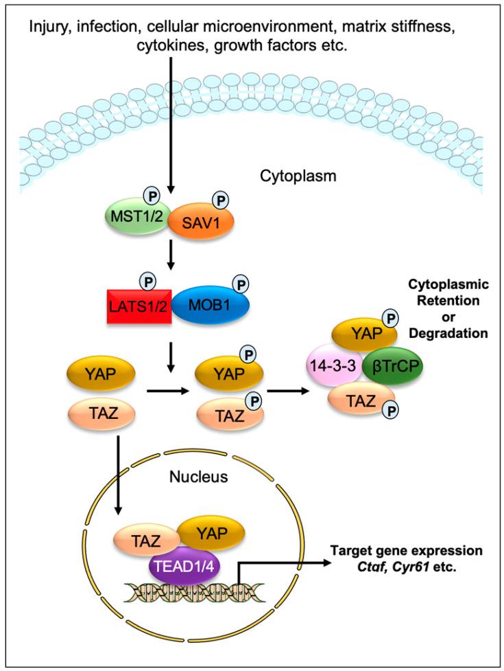 https://cdn.ncbi.nlm.nih.gov/pmc/blobs/04fa/9265296/e9e731d87375/cells-11-02065-g001.jpg
