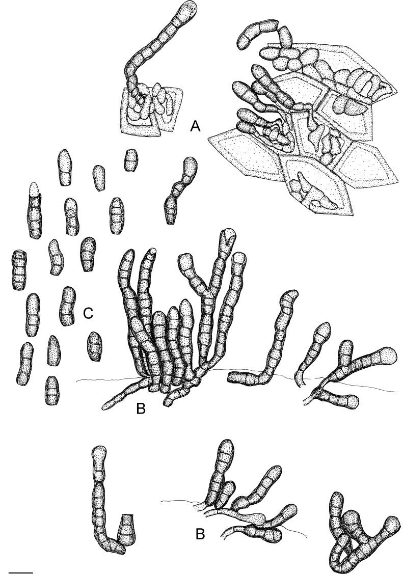 https://cdn.ncbi.nlm.nih.gov/pmc/blobs/04fe/7225685/b4a0451e62a5/fuse-2018-2-6-g008.jpg
