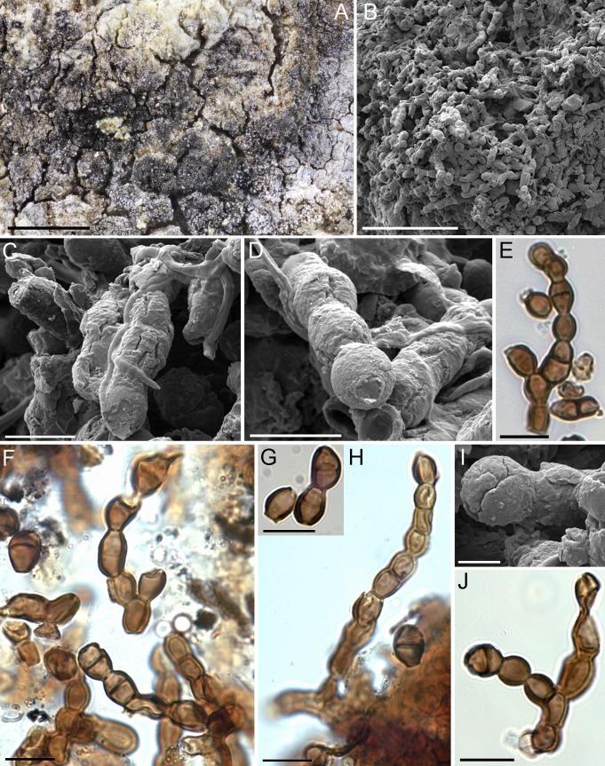 https://cdn.ncbi.nlm.nih.gov/pmc/blobs/04fe/7225685/c33b748b0eef/fuse-2018-2-6-g004.jpg