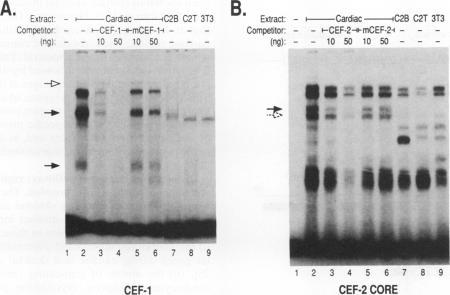 https://cdn.ncbi.nlm.nih.gov/pmc/blobs/0501/364367/36066702ec54/molcellb00027-0081-a.jpg