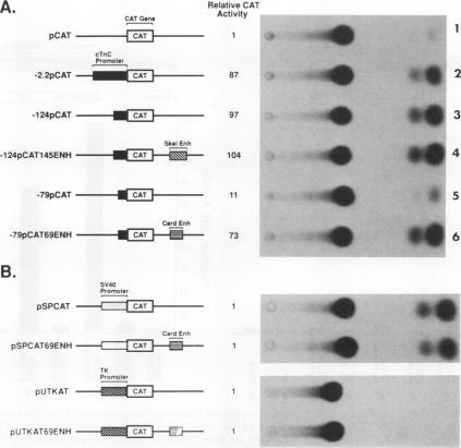 https://cdn.ncbi.nlm.nih.gov/pmc/blobs/0501/364367/46c5b08459fc/molcellb00027-0077-a.jpg