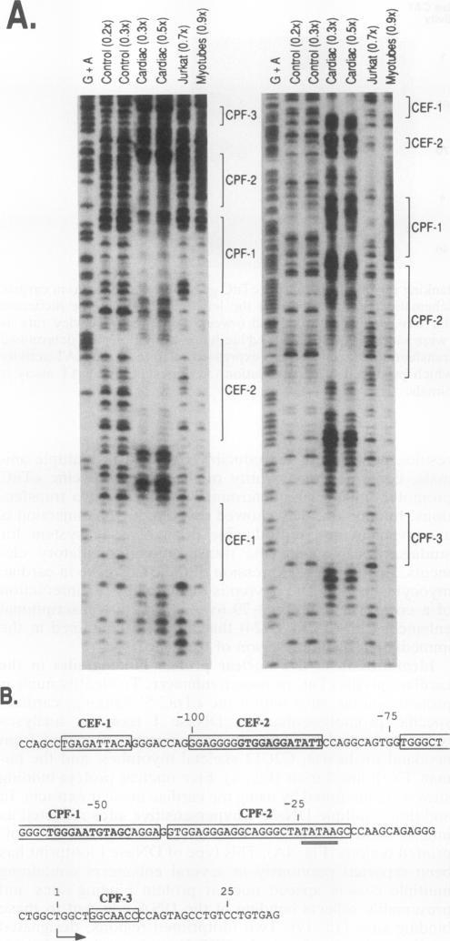 https://cdn.ncbi.nlm.nih.gov/pmc/blobs/0501/364367/d4eb3ba1fd43/molcellb00027-0080-a.jpg