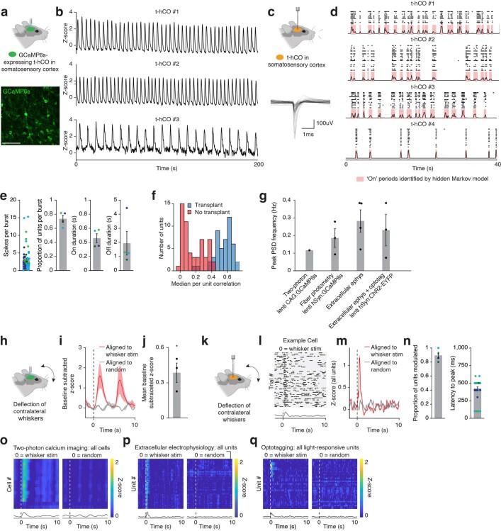 https://cdn.ncbi.nlm.nih.gov/pmc/blobs/0502/9556304/1decc5854ddf/41586_2022_5277_Fig15_ESM.jpg