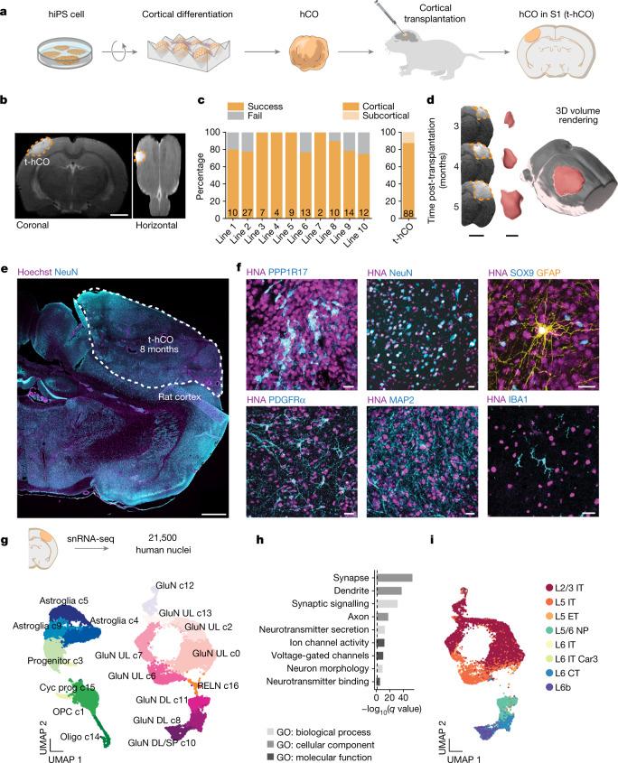 https://cdn.ncbi.nlm.nih.gov/pmc/blobs/0502/9556304/3938568a5fa5/41586_2022_5277_Fig1_HTML.jpg