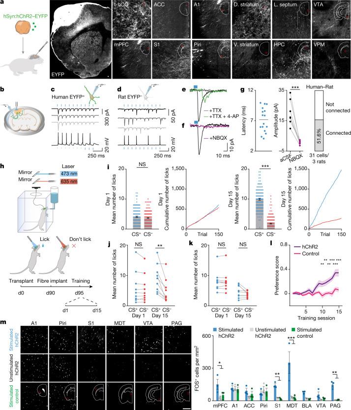 https://cdn.ncbi.nlm.nih.gov/pmc/blobs/0502/9556304/e4fd7ddbe737/41586_2022_5277_Fig5_HTML.jpg