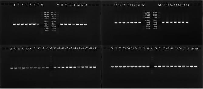 https://cdn.ncbi.nlm.nih.gov/pmc/blobs/0503/12032701/b6c621126cf8/12870_2025_6479_Fig1_HTML.jpg