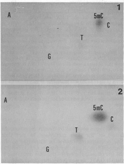 https://cdn.ncbi.nlm.nih.gov/pmc/blobs/050b/217366/65a124930ee0/jbacter00248-0299-a.jpg