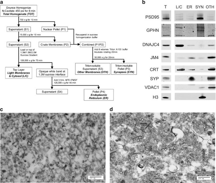 https://cdn.ncbi.nlm.nih.gov/pmc/blobs/0510/4564557/54f2a8ff2878/tp2015102f1.jpg