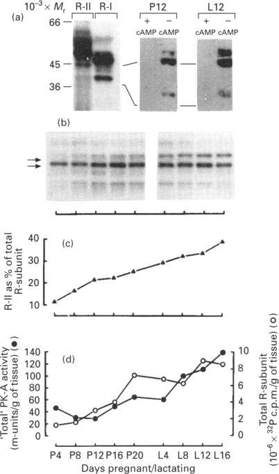 https://cdn.ncbi.nlm.nih.gov/pmc/blobs/0514/1137059/f64e3b0eed24/biochemj00082-0185-a.jpg
