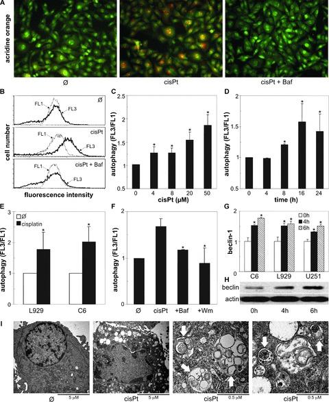 https://cdn.ncbi.nlm.nih.gov/pmc/blobs/0518/4516513/08e8030b57fe/jcmm0013-3644-f1.jpg