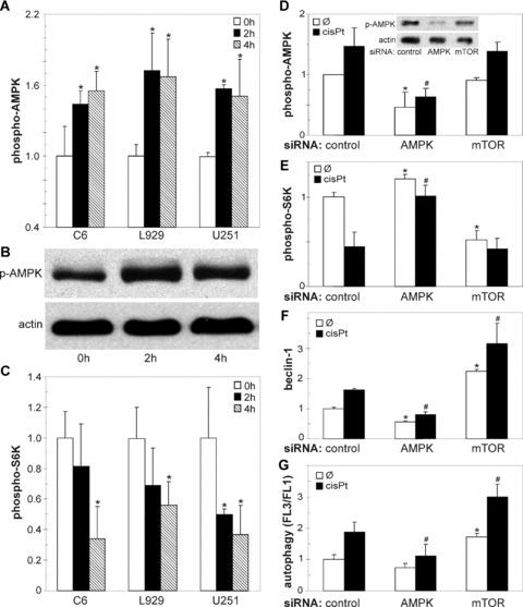 https://cdn.ncbi.nlm.nih.gov/pmc/blobs/0518/4516513/48252b84c4bf/jcmm0013-3644-f4.jpg