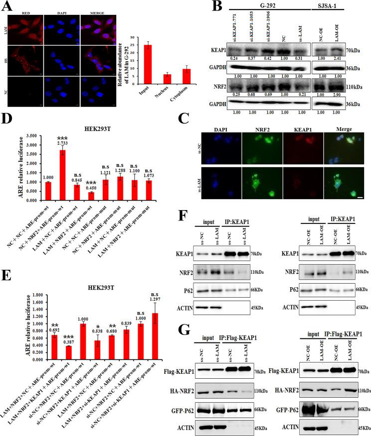 https://cdn.ncbi.nlm.nih.gov/pmc/blobs/0519/8642434/1a5bd2acee6e/41419_2021_4413_Fig6_HTML.jpg