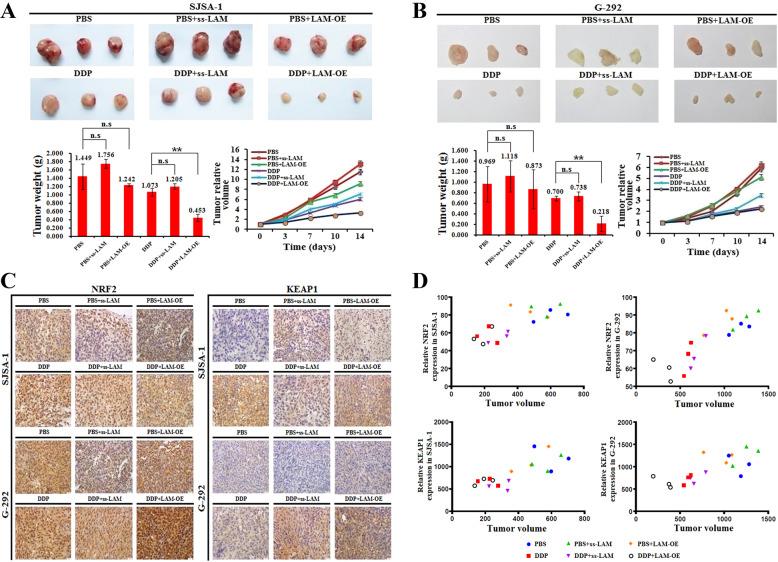 https://cdn.ncbi.nlm.nih.gov/pmc/blobs/0519/8642434/2be1a7cd0d8f/41419_2021_4413_Fig8_HTML.jpg