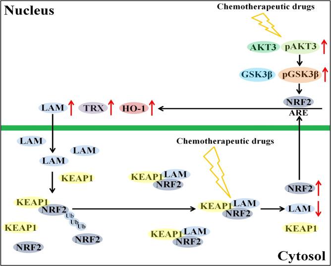https://cdn.ncbi.nlm.nih.gov/pmc/blobs/0519/8642434/fbd871e3cc32/41419_2021_4413_Fig9_HTML.jpg
