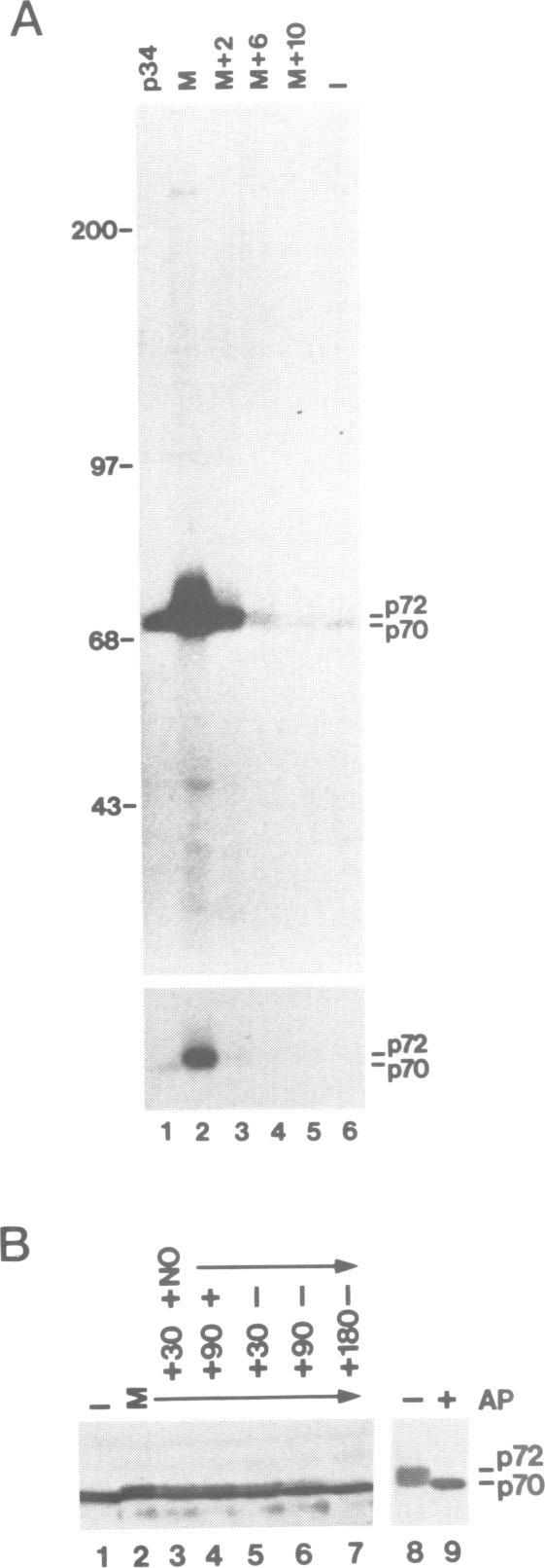 https://cdn.ncbi.nlm.nih.gov/pmc/blobs/051b/452727/22e75099585b/emboj00102-0136-a.jpg