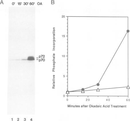 https://cdn.ncbi.nlm.nih.gov/pmc/blobs/051b/452727/9a1b5c6f92b3/emboj00102-0137-b.jpg