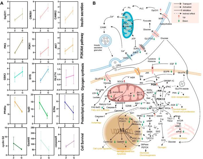 https://cdn.ncbi.nlm.nih.gov/pmc/blobs/051b/9168315/5bcefef001a7/fphys-13-880513-g008.jpg