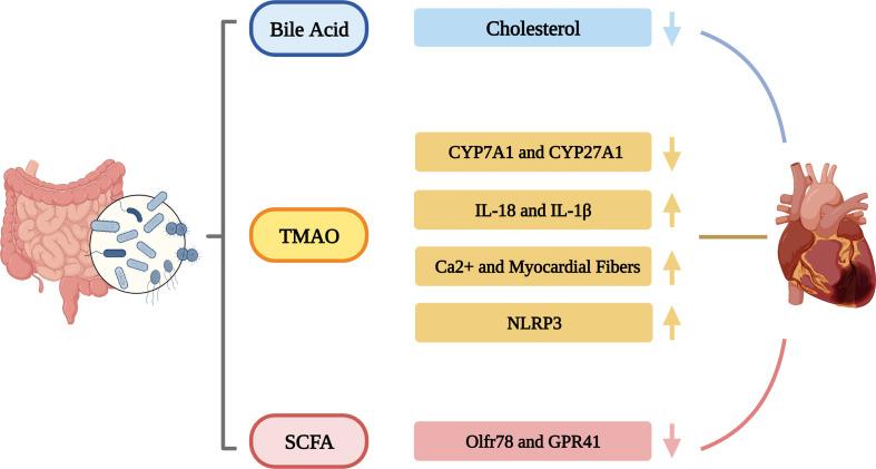 https://cdn.ncbi.nlm.nih.gov/pmc/blobs/051d/9684171/38a7ede58a27/fcimb-12-1059349-g001.jpg