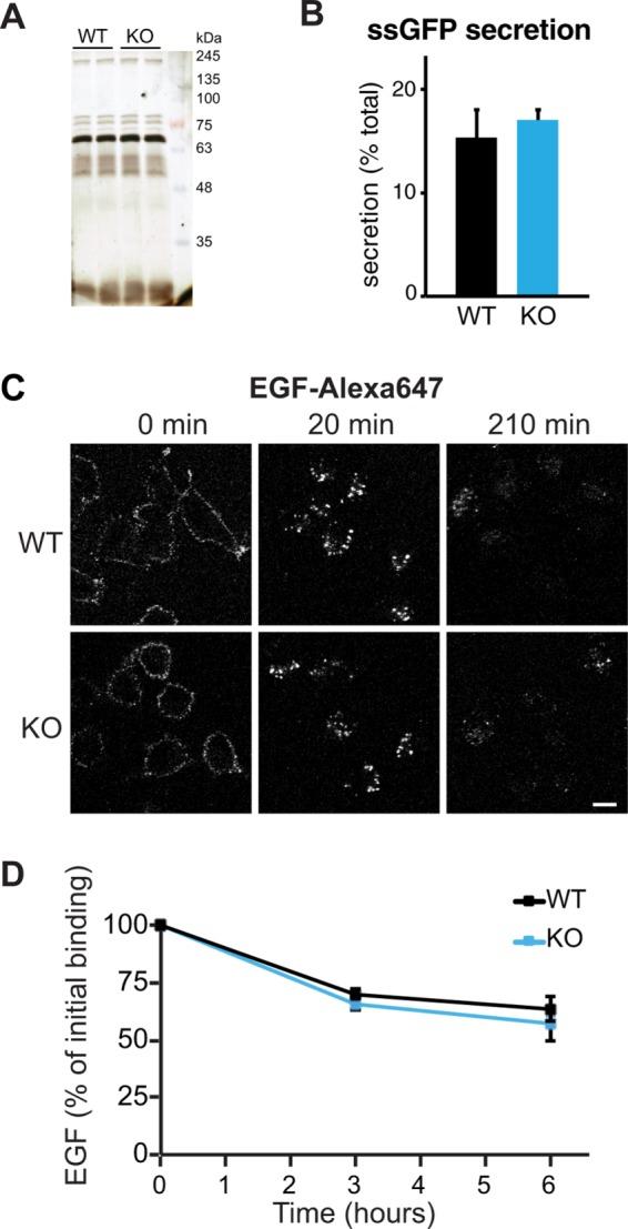 https://cdn.ncbi.nlm.nih.gov/pmc/blobs/051f/5739301/92cbef4cbe48/3870fig2.jpg