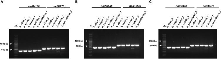 https://cdn.ncbi.nlm.nih.gov/pmc/blobs/0522/10322194/5b01c09bce84/fpls-14-1180417-g008.jpg