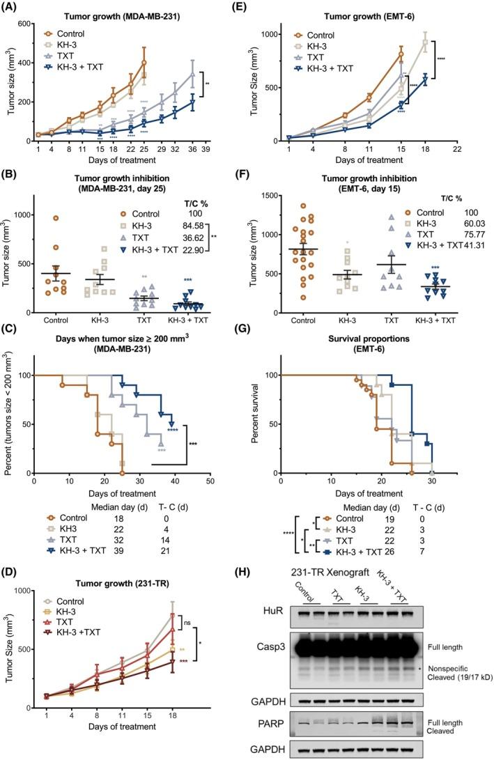 https://cdn.ncbi.nlm.nih.gov/pmc/blobs/0522/10552894/879b103e3189/MOL2-17-1962-g002.jpg