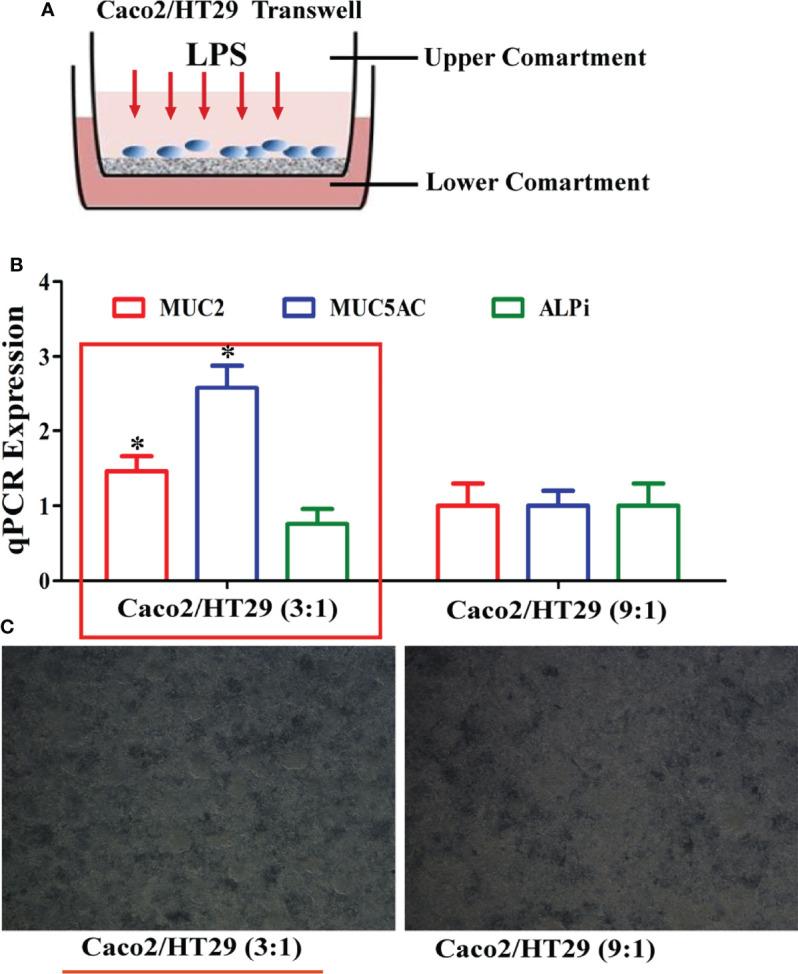 https://cdn.ncbi.nlm.nih.gov/pmc/blobs/0524/9226665/5d71247ac9c1/fimmu-13-916933-g001.jpg