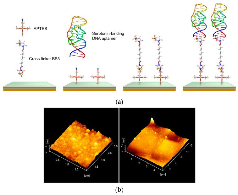 https://cdn.ncbi.nlm.nih.gov/pmc/blobs/0529/11764386/4024e5c4274a/biosensors-15-00046-g002.jpg