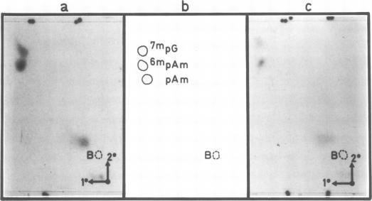 https://cdn.ncbi.nlm.nih.gov/pmc/blobs/052b/525976/a90f12defcec/jvirol00195-0134-a.jpg