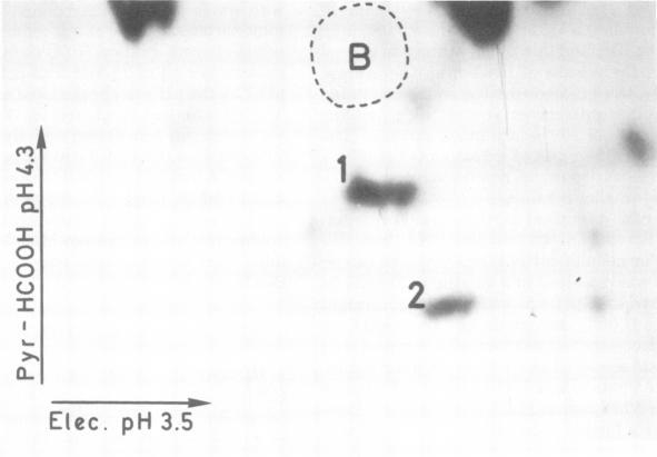 https://cdn.ncbi.nlm.nih.gov/pmc/blobs/052b/525976/b8be7887752b/jvirol00195-0132-a.jpg
