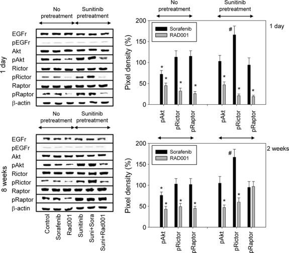 https://cdn.ncbi.nlm.nih.gov/pmc/blobs/052d/4407590/8a17243a9132/jcmm0019-0430-f8.jpg