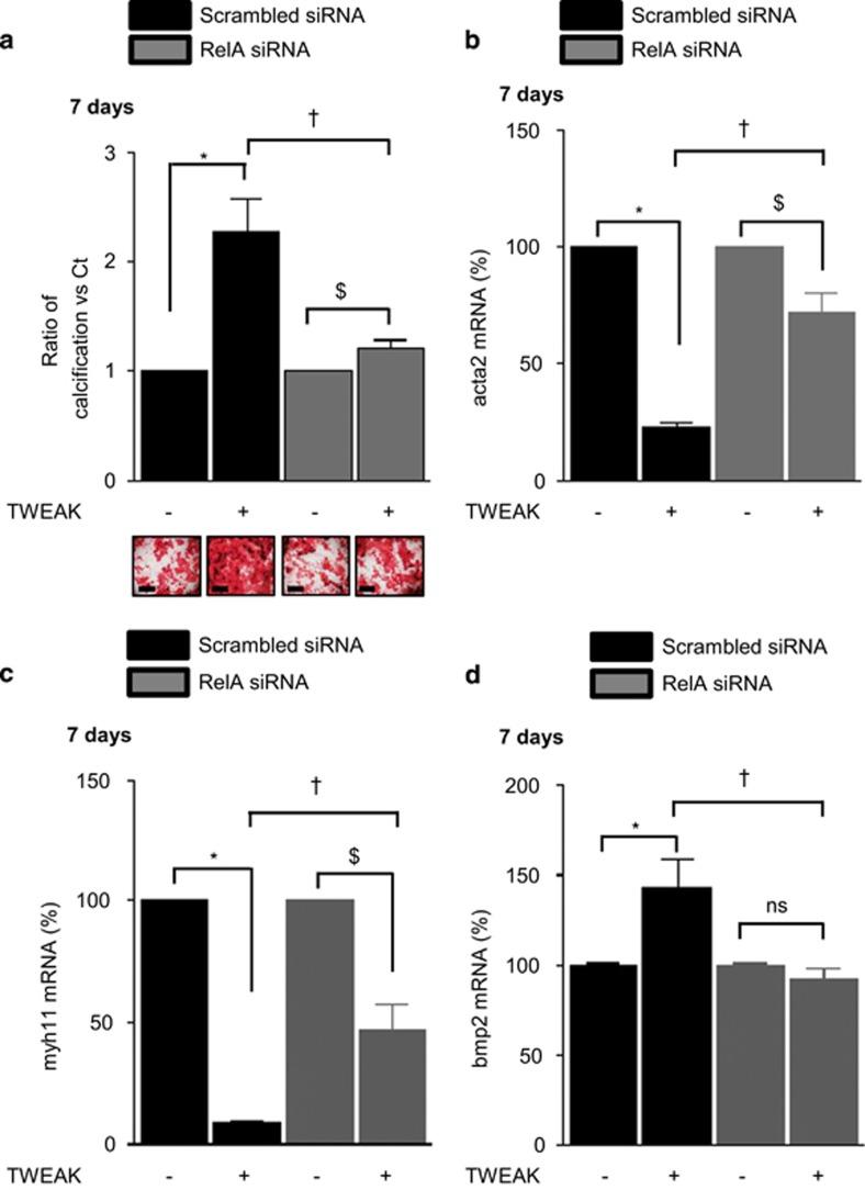 https://cdn.ncbi.nlm.nih.gov/pmc/blobs/052d/4973358/478b7037746f/cddis2016220f4.jpg