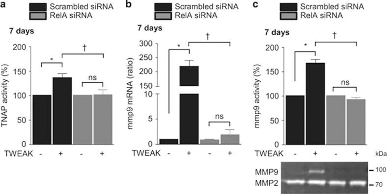 https://cdn.ncbi.nlm.nih.gov/pmc/blobs/052d/4973358/aa20db05ec8e/cddis2016220f5.jpg