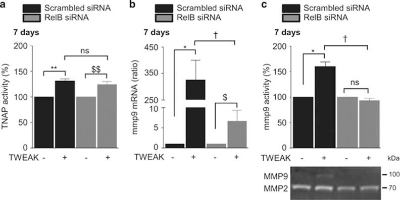 https://cdn.ncbi.nlm.nih.gov/pmc/blobs/052d/4973358/c719643adeec/cddis2016220f7.jpg