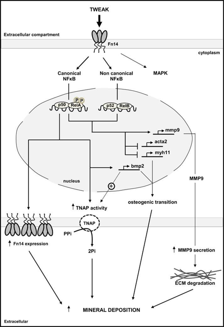 https://cdn.ncbi.nlm.nih.gov/pmc/blobs/052d/4973358/c946eb5935c9/cddis2016220f8.jpg