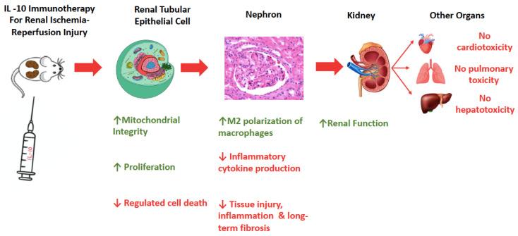 https://cdn.ncbi.nlm.nih.gov/pmc/blobs/052e/11172821/54947a146515/ijms-25-06231-g002.jpg